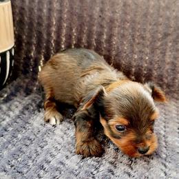 Oscar - Black and gold male Yorkshire Terrier puppy in Pryor Creek, Oklahoma from DK’s Littles & Co