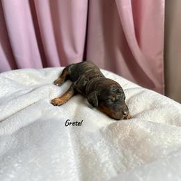 Gretel - Phantom female Poodle puppy in Ellenburg Center, New York from Kristin's Puppies