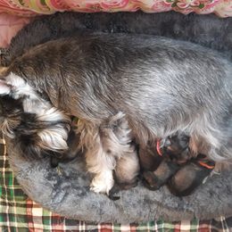 Miniature Schnauzer Puppies from Starbound Miniture Schnauzer's