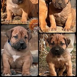 Boy 1 - Red male Boerboel puppy in Pennsylvania from Cold River Boerboels