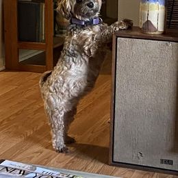 Havanese All Grown Up from Spring Meadow Havanese