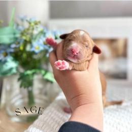Sage - Apricot male Australian Labradoodle puppy in Palmdale, California from Heavenly Doodles