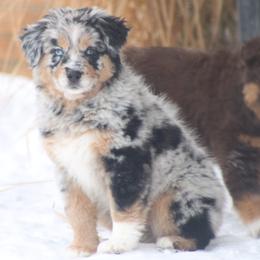 Rodeo - Blue merle female Australian Shepherd puppy in Smicksburg, Pennsylvania from Zaneca Aussies