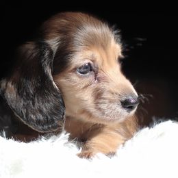 Trigger - Cream male Dachshund puppy in Azle, Texas from American Dachshunds