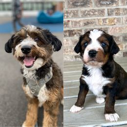 Aussiedoodle Puppies from A Dose Of Doodle