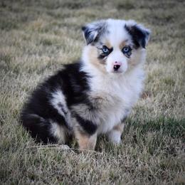 Kenny - Blue merle male Miniature Australian Shepherd puppy in Evant, Texas from Lazy VT Bar Ranch