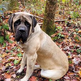 Mastiffs from Jennifer s Appalachian Mountain Mastiffs