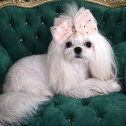 Sora(Korea) - Maltese