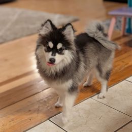 Marley 13-15 lbs - Brown Eyes - Black and white female Pomsky puppy in Hurleyville, New York from My Crazy Pomskys