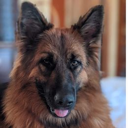 Rayna - German Shepherd