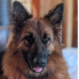 Rayna - German Shepherd