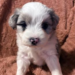 Opal - Blue merle female Aussiedoodle puppy in Missouri from Mini AussieDoodles on Meadow Lane