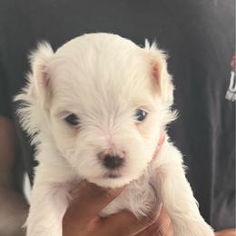 ACA Maltese boy puppy (2) Awakened - White male Maltese puppy in Florence, Arizona from Maltese Of Arizona