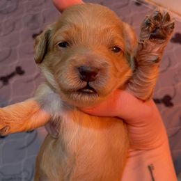 Assorted Doodle Crosses, Bernedoodle, Cockapoo, Labradoodle, and Sheepadoodle Puppies from Greenview Puppies