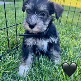 Girl 2 - Salt and pepper female Miniature Schnauzer puppy in Golden Ridge, Montana from Miniature Schnauzers