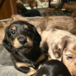 Black and cream - Black and cream male Dachshund puppy in Ethel, Washington from Mickey's Miracle Doxies