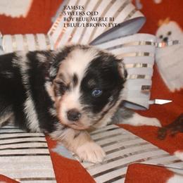 Ramses - Blue merle male Miniature Australian Shepherd puppy in Patterson, North Carolina from DreamLine Aussies