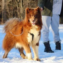 Tekka - Siberian Husky