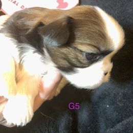 Girl 1 - Shih Tzu puppy in Silver Lake, Oregon from Bling Shih Tzu