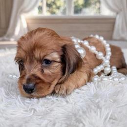 Bella - Red female Dachshund puppy in Richmond, Virginia from Irresistible Dachshunds & Cavaliers