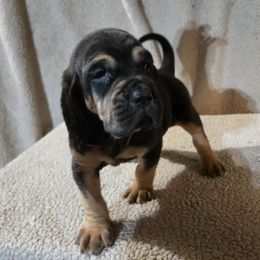 Red Collar - Black and tan female Bloodhound puppy in Gillette, Wyoming from Whispering Winds Homestead 307