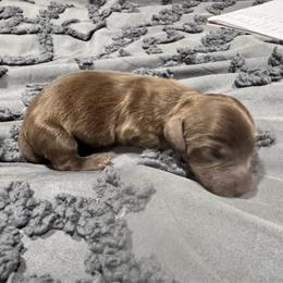 Hershey - Chocolate male Dachshund puppy in Cabool, Missouri from Dachshund's of Country Magic Farms in Missouri