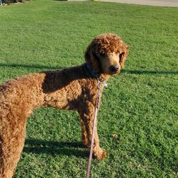 Poodle All Grown Up from Good Sir Poodles