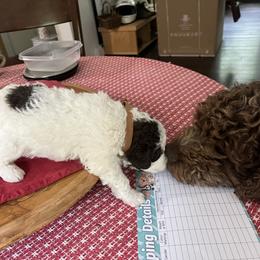 Brownie - Brown roan male Lagotto Romagnolo puppy in Farmington, New Hampshire from Millie Grace Haven