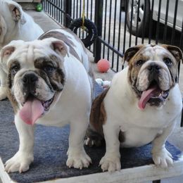 Bulldogs from Rosemary Jenner