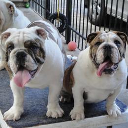 Bulldogs from Rosemary Jenner