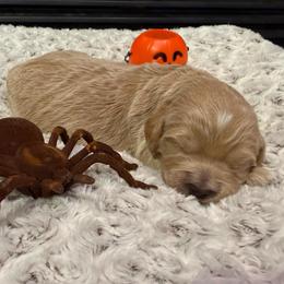 Adorable baby boy - Red  male Goldendoodle puppy in Monument, Colorado from Colorado Dreamin Doodles