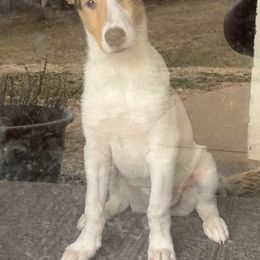 Collie Puppies from Lakeside Collies