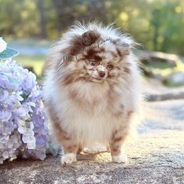 Rhiannon - Pomeranian