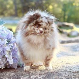 Rhiannon - Pomeranian