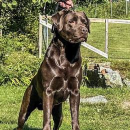 Chamber - Labrador Retriever