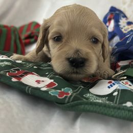 Boy 3 - male Goldendoodle puppy in Waynesboro, Virginia from Forest Creek Kennel