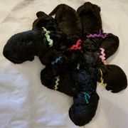 Puli Puppies from Bowmaker Puli Kennel