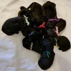 Puli Puppies from Bowmaker Puli Kennel