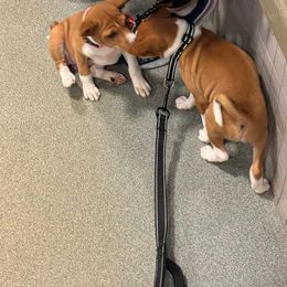 Basenji Puppies from Freecloud Basenji