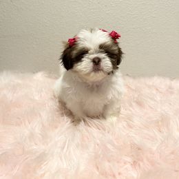 Shih Tzu Puppies from NC Stellar Puppies