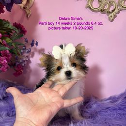 Tiny Boy - Parti male Yorkshire Terrier puppy in Lincoln, Nebraska from Exquisite Dancing Yorkie for Sale