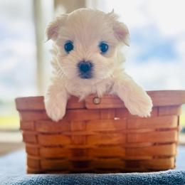 BOY 1 - White male Maltese puppy in Ashville, Alabama from LMC Pups