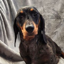 Dolly - Dachshund