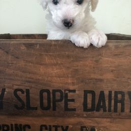 Poodle Puppies from Port Royal Poodles