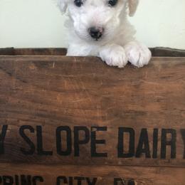 Poodle Puppies from Port Royal Poodles