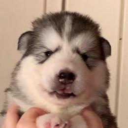 Joann - Gray and white female Alaskan Malamute puppy in Palmyra, Michigan from Illusion Kennel