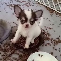 Chihuahua Puppies from Sugar Cookie Chihuahuas