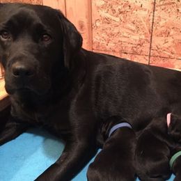 Labrador Retriever Puppies from Timber's Labradors