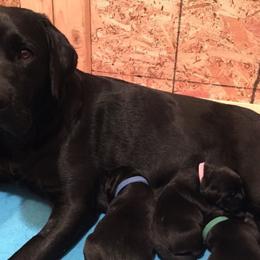 Labrador Retriever Puppies from Timber's Labradors