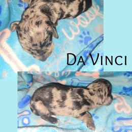 Da Vinci - Dapple male Dachshund puppy in Malabar, Florida from Dicrocco's Doxies